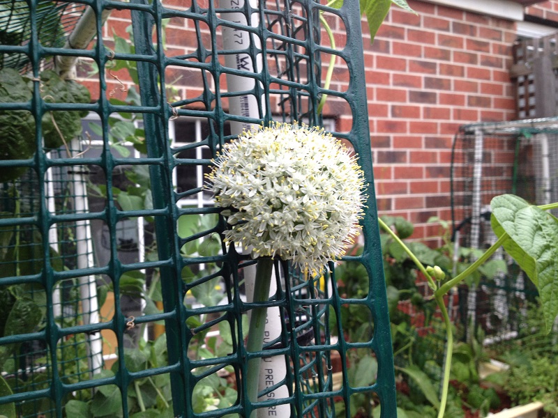 Spring Onion in Flower 22_12_2014.jpg