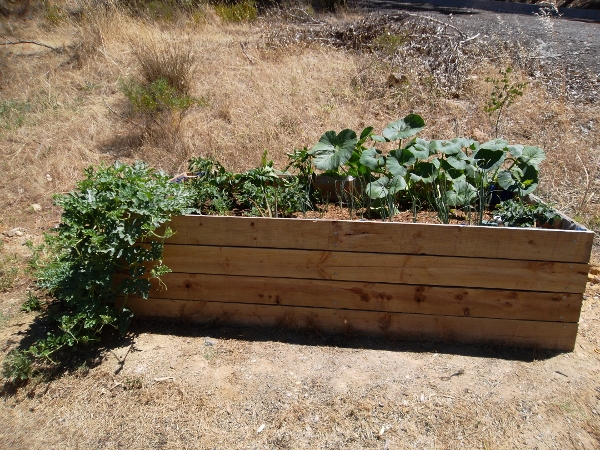 Wicking bed success.jpg