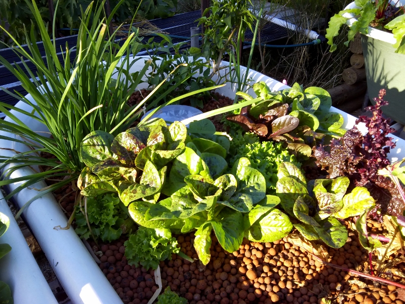 IMG_20141229_184602 (800x600).jpg