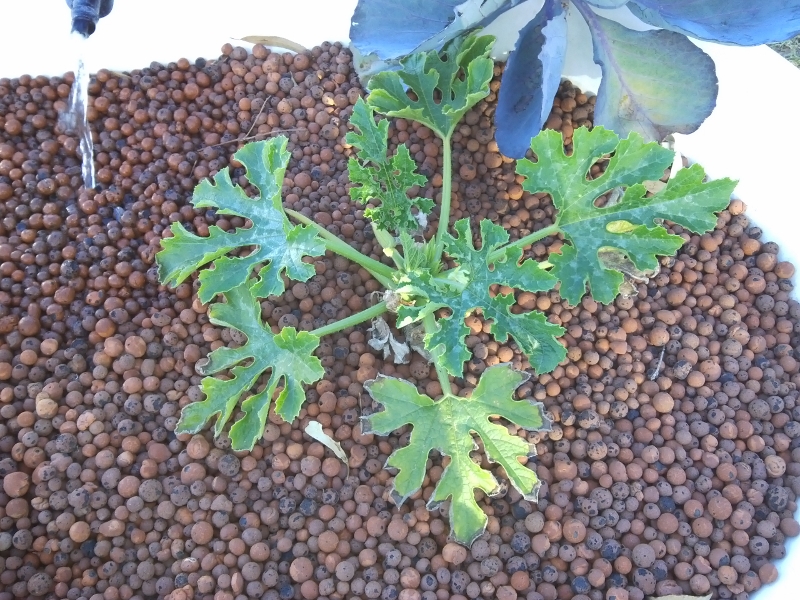 IMG_20141229_185155 (800x600).jpg