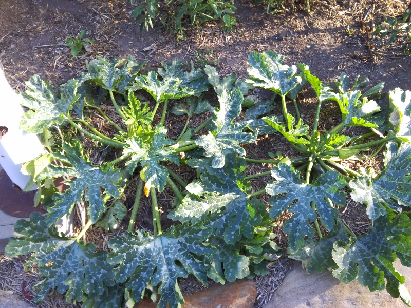 IMG_20141229_184924 (800x600).jpg