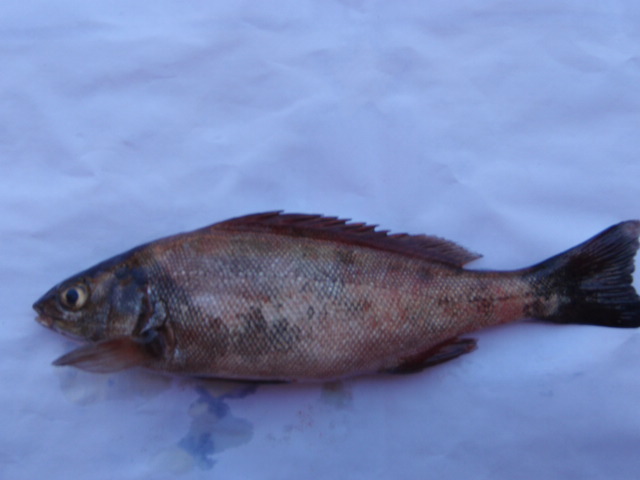 Skin infection (2).JPG