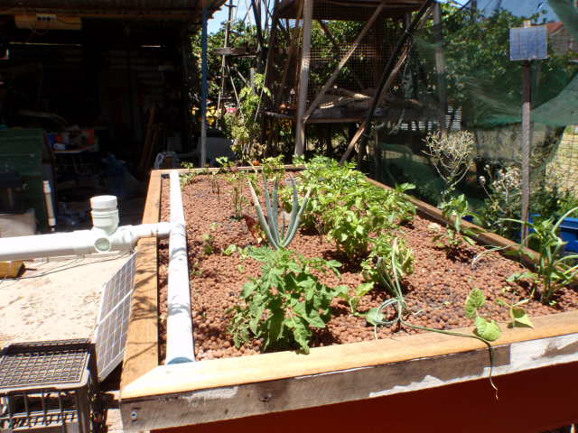 Grow bed.JPG