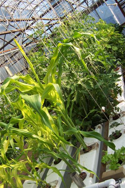 Sweet corn in AP Channel (Medium).jpg