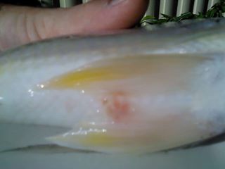 bream HITH mortality 2.jpg