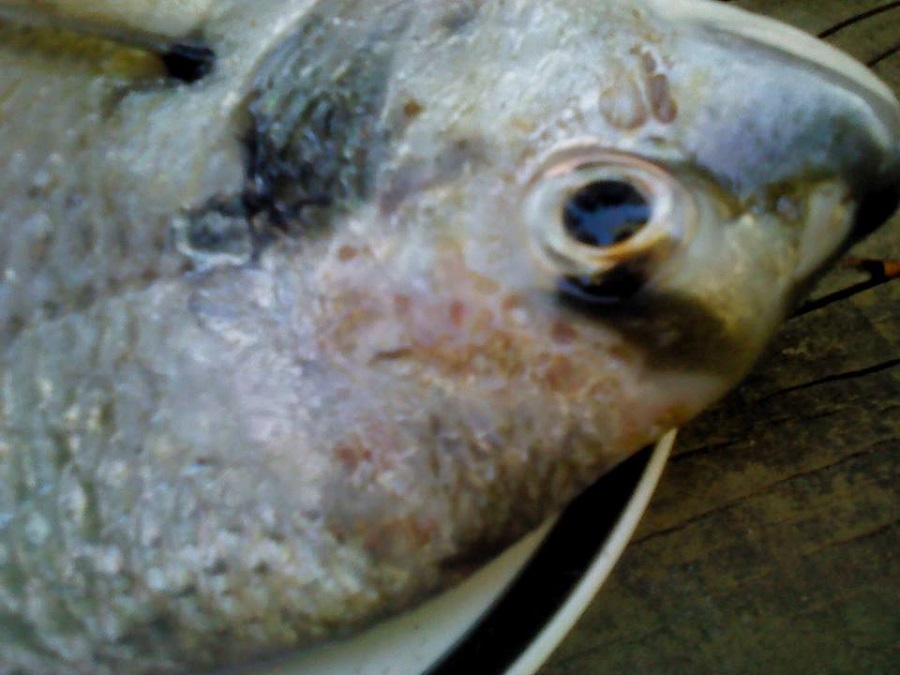 bream HITH mortality 3.jpg