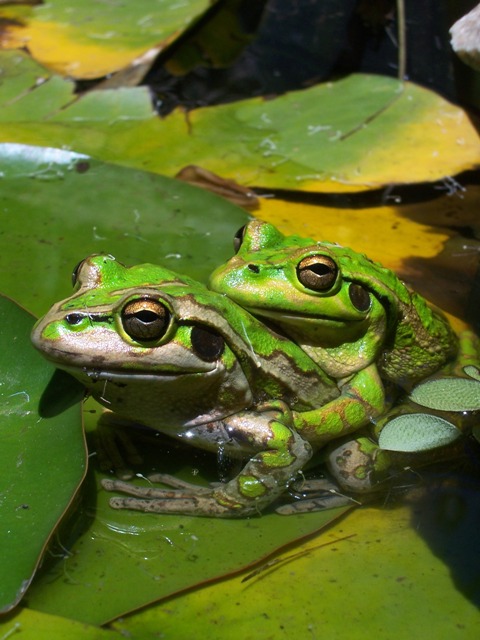 frogs in the pond.jpg