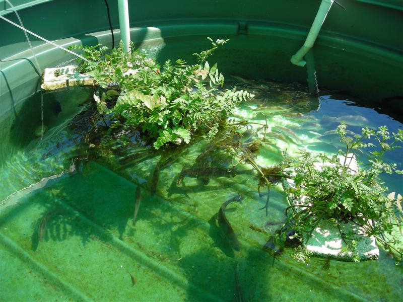 DSCN0133 (Medium).JPG