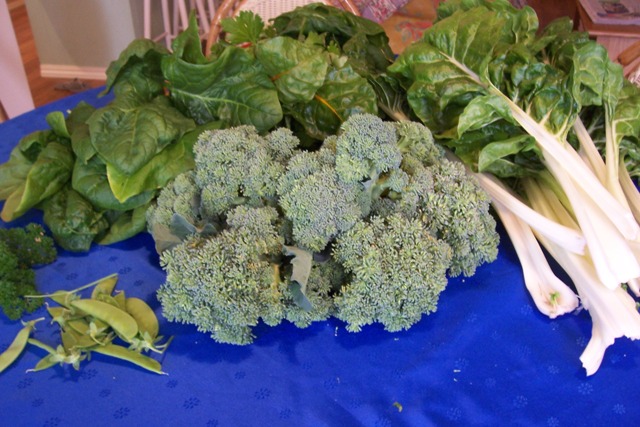 Silverbeet, rainbow chard, snow peas, spinach and celery = stir fry.jpg