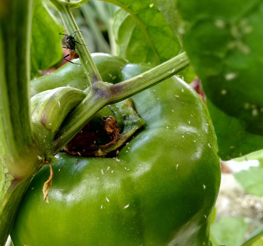Aphids-on-Capsicum20150106.jpg