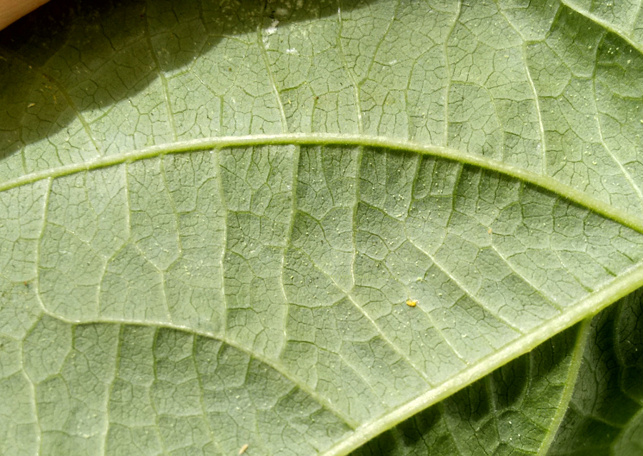 WhiteFly-BeanLeafDamage20150110.jpg