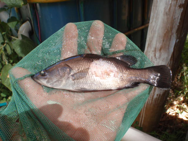 Skin Infection (2).JPG