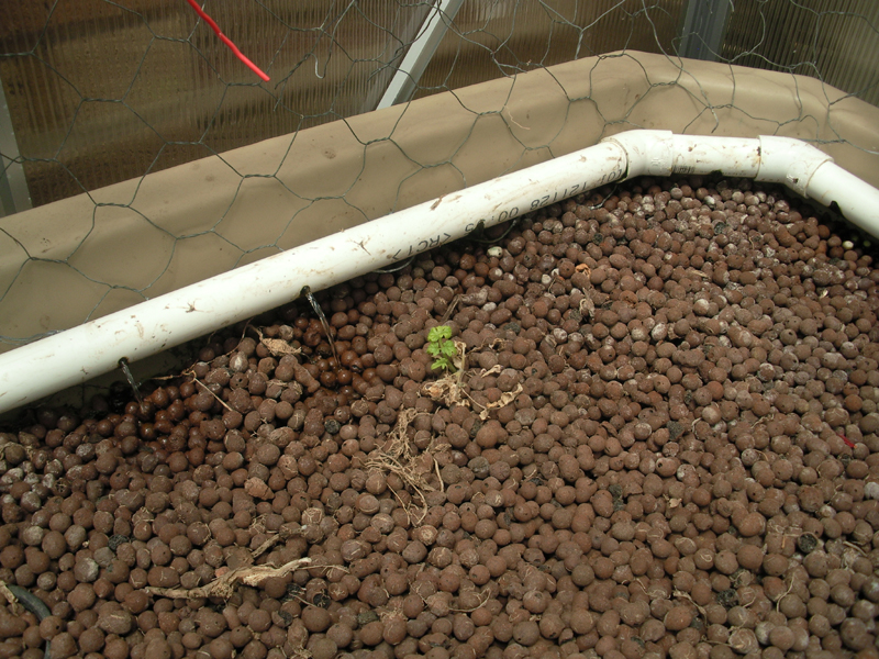 12 Tomato 19 Nov14  AP.JPG