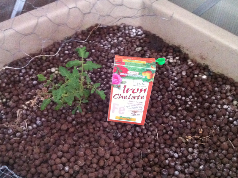 15 Tomato AP 9Jan15.JPG