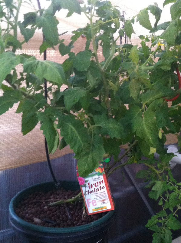 14 Tomato Hydro 9Jan15.JPG