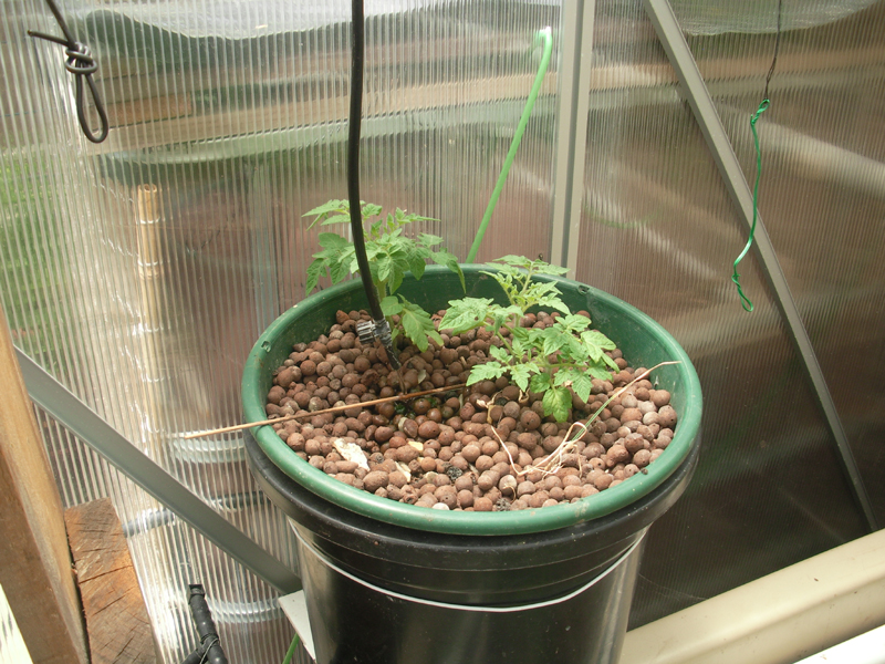 11 Tomato Hydro 19 Nov14.JPG