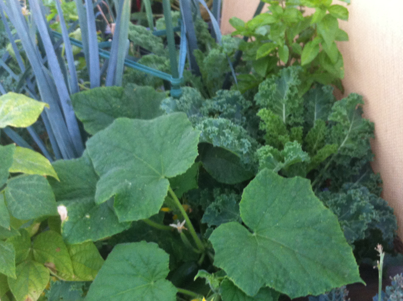 7 WBed Lebanese2.JPG