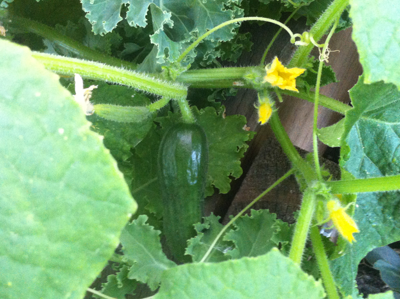 8 WBed Lebanese1.JPG