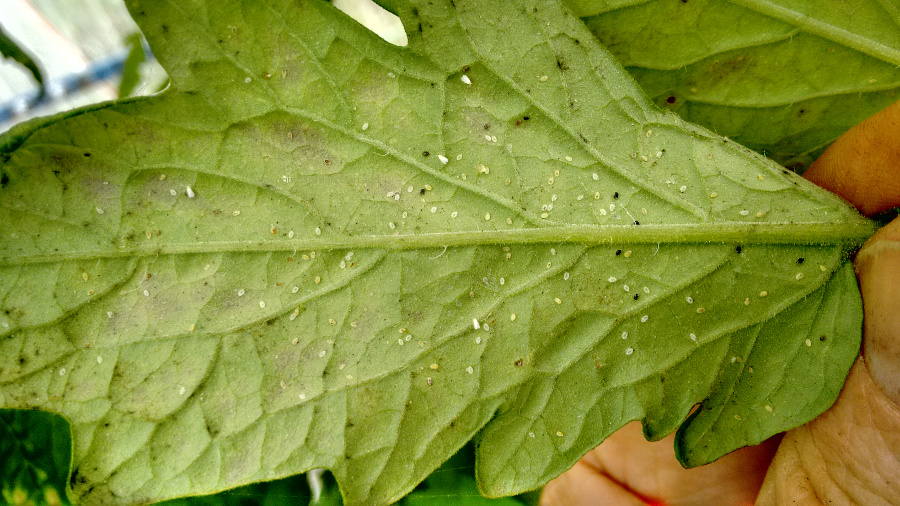 White-Fly-Encarsia-tomato20150110.jpg