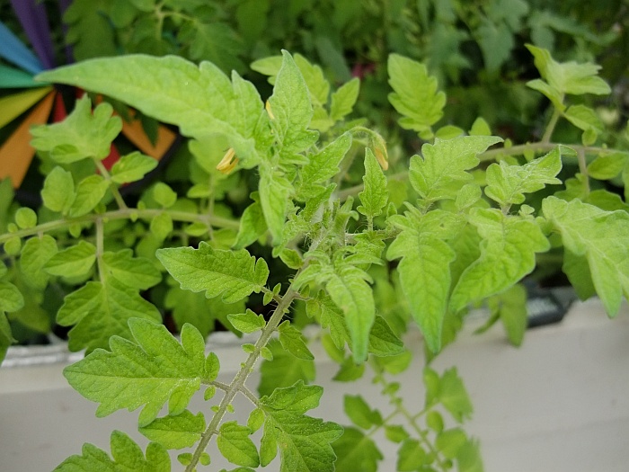 hungry hungry maters.jpg