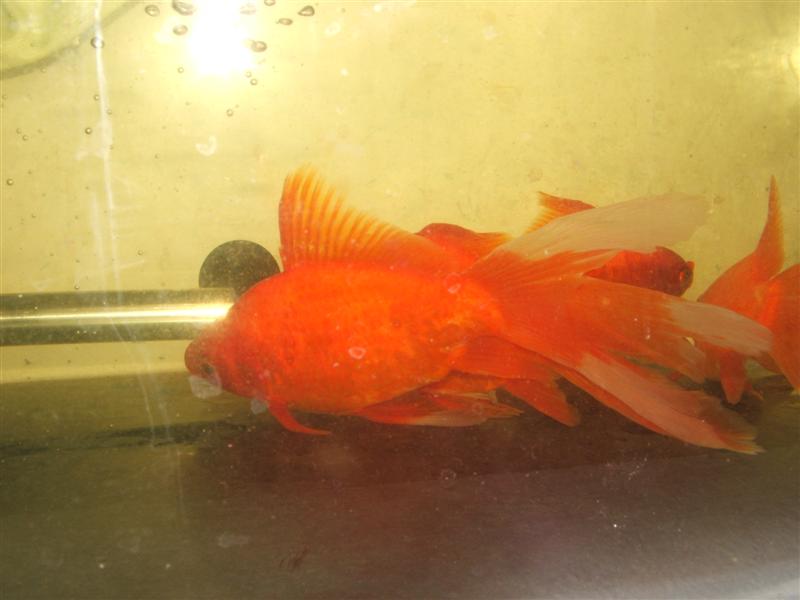 DSCF4606 (Medium).JPG