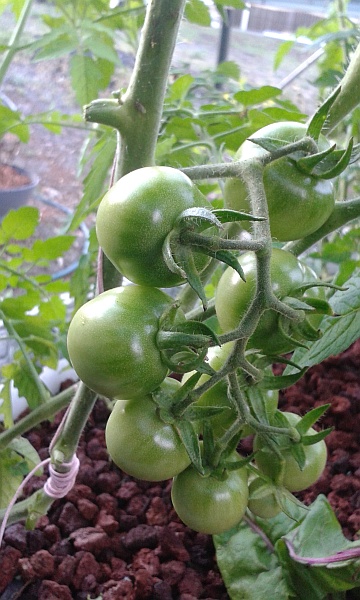 tomatoes 15th Jan 1.jpg