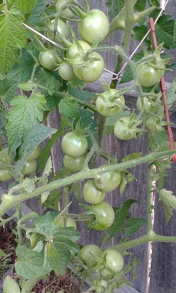 tomatoes 15th Jan 2.jpg