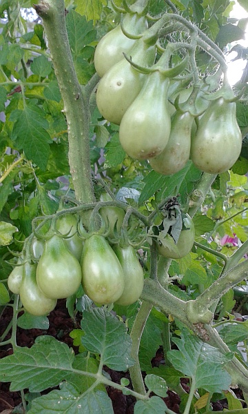 tomatoes 15th Jan 3.jpg