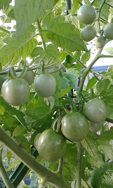 tomatoes 15th Jan 4.jpg
