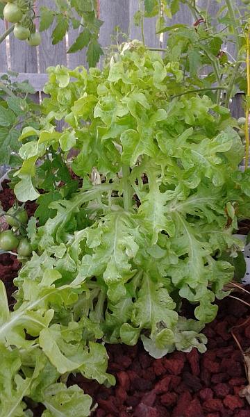 lettuce.jpg