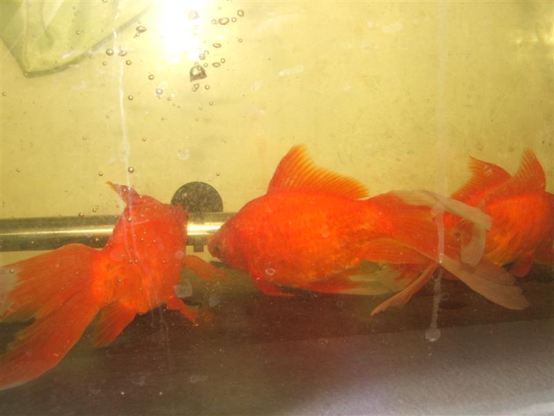 DSCF4604 (Medium).JPG