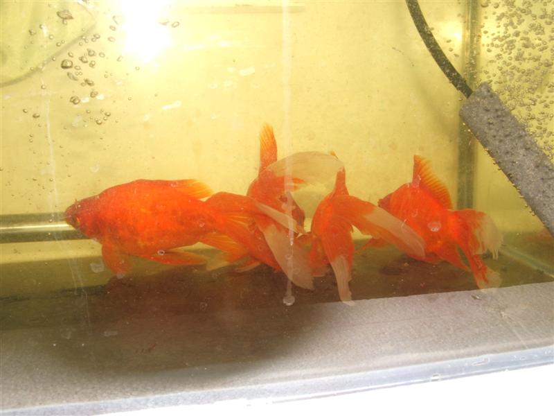 DSCF4587 (Medium).JPG