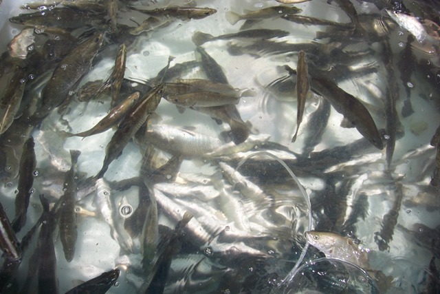 Barramundi delivery.jpg