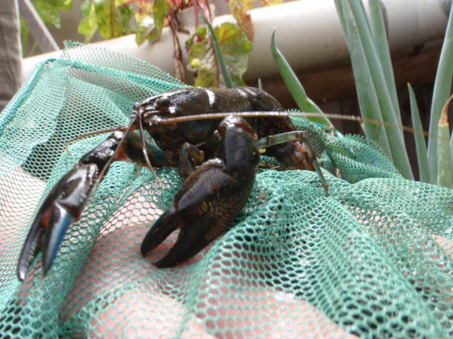 Yabby in berry.JPG