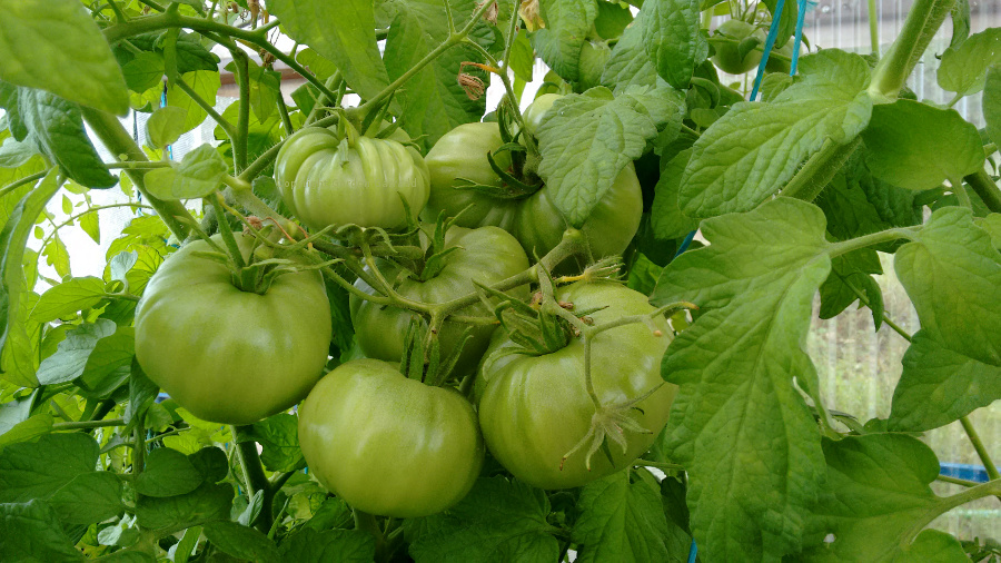 Tomatoes20150123.jpg