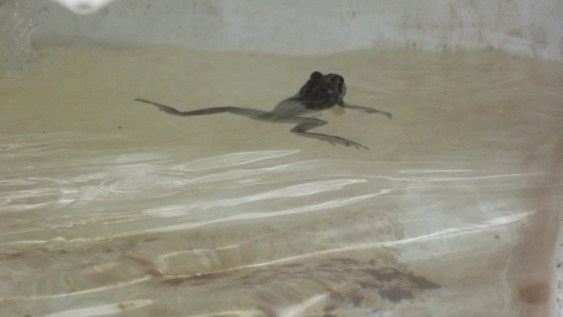 herb pillows and pot holders 040.JPG