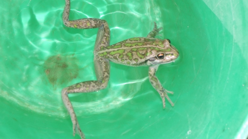 herb pillows and pot holders 041.JPG