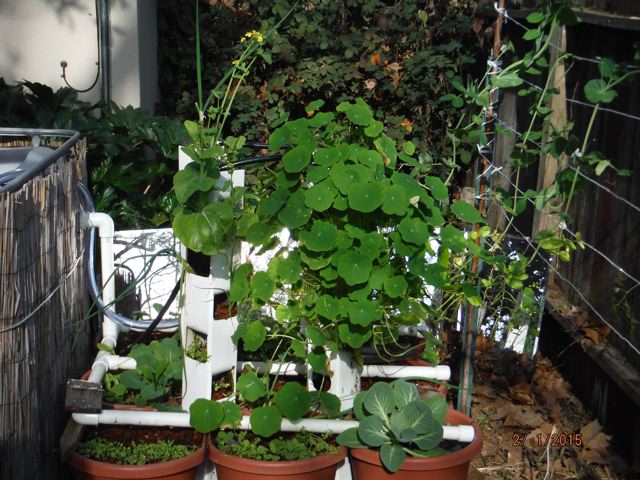 growbed 020115.jpg