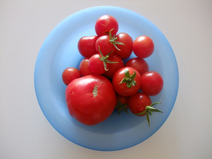 Tomatoes 2nd Feb.jpg