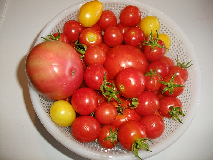 Tomatoes 7th Feb.jpg