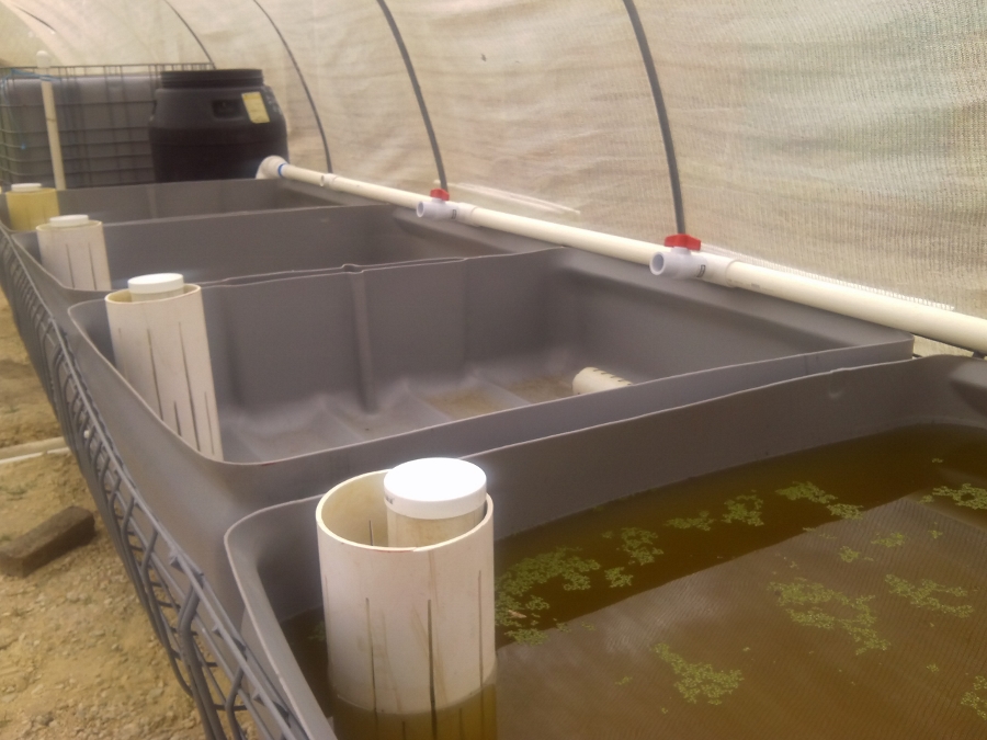 IMG_20150207_142448 (900x675).jpg