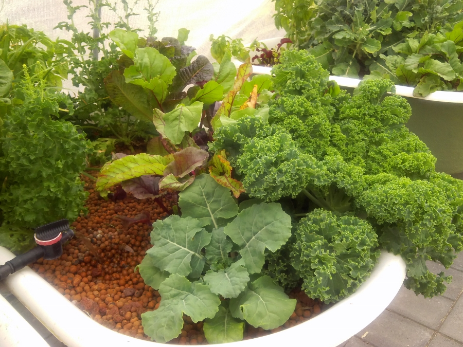 IMG_20150207_142819 (900x675).jpg