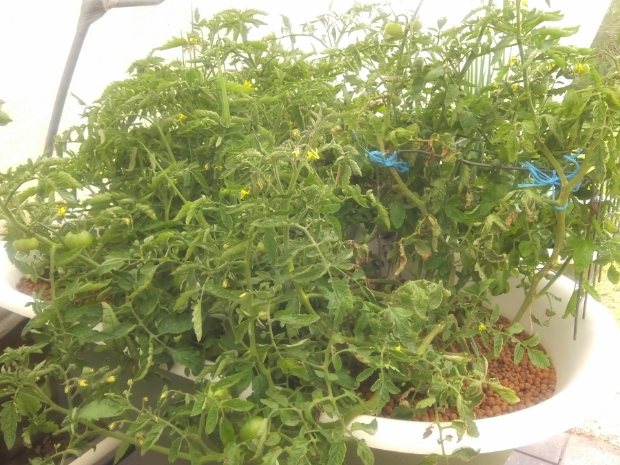 IMG_20150207_142913 (900x675).jpg