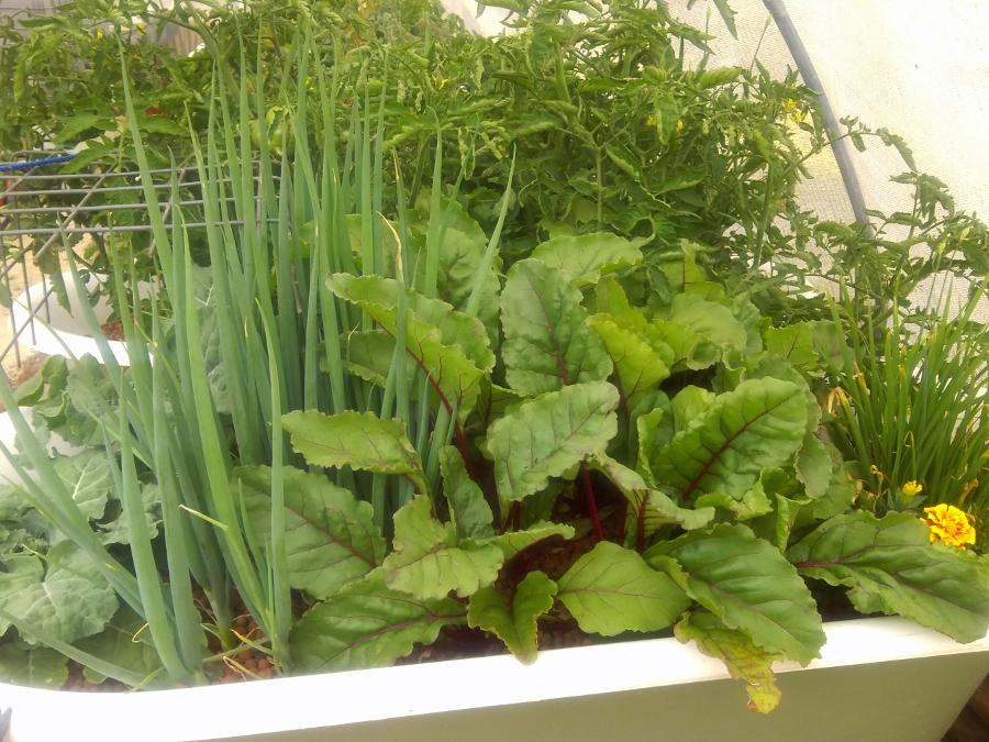 IMG_20150207_142955 (900x675).jpg