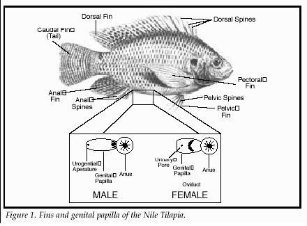 tilapia genitalia.JPG