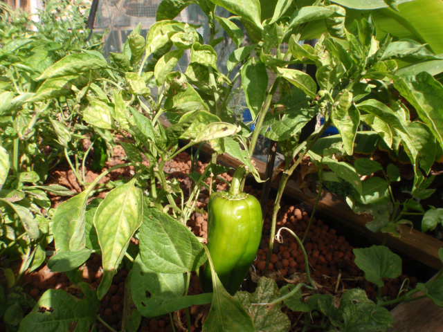 capsicum.JPG