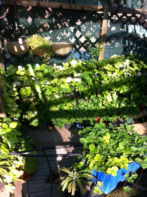 006 (478x640) (2).jpg