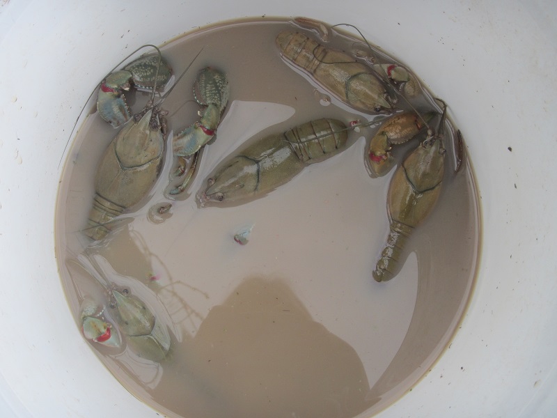 Yabbies about to go into the sump tank.jpg