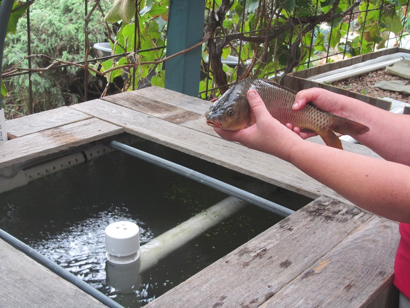 European carp going into the fish tank to cycle the system 28 Feb 2015.jpg