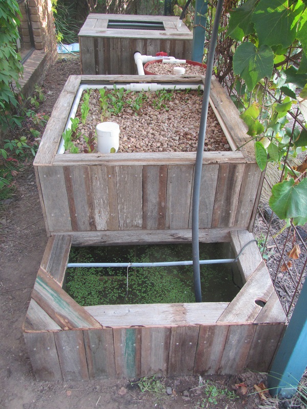 Cladding finished on Stage 1 - yabbies in the sump tank and carp in the fish tank 28 Feb 2015.jpg